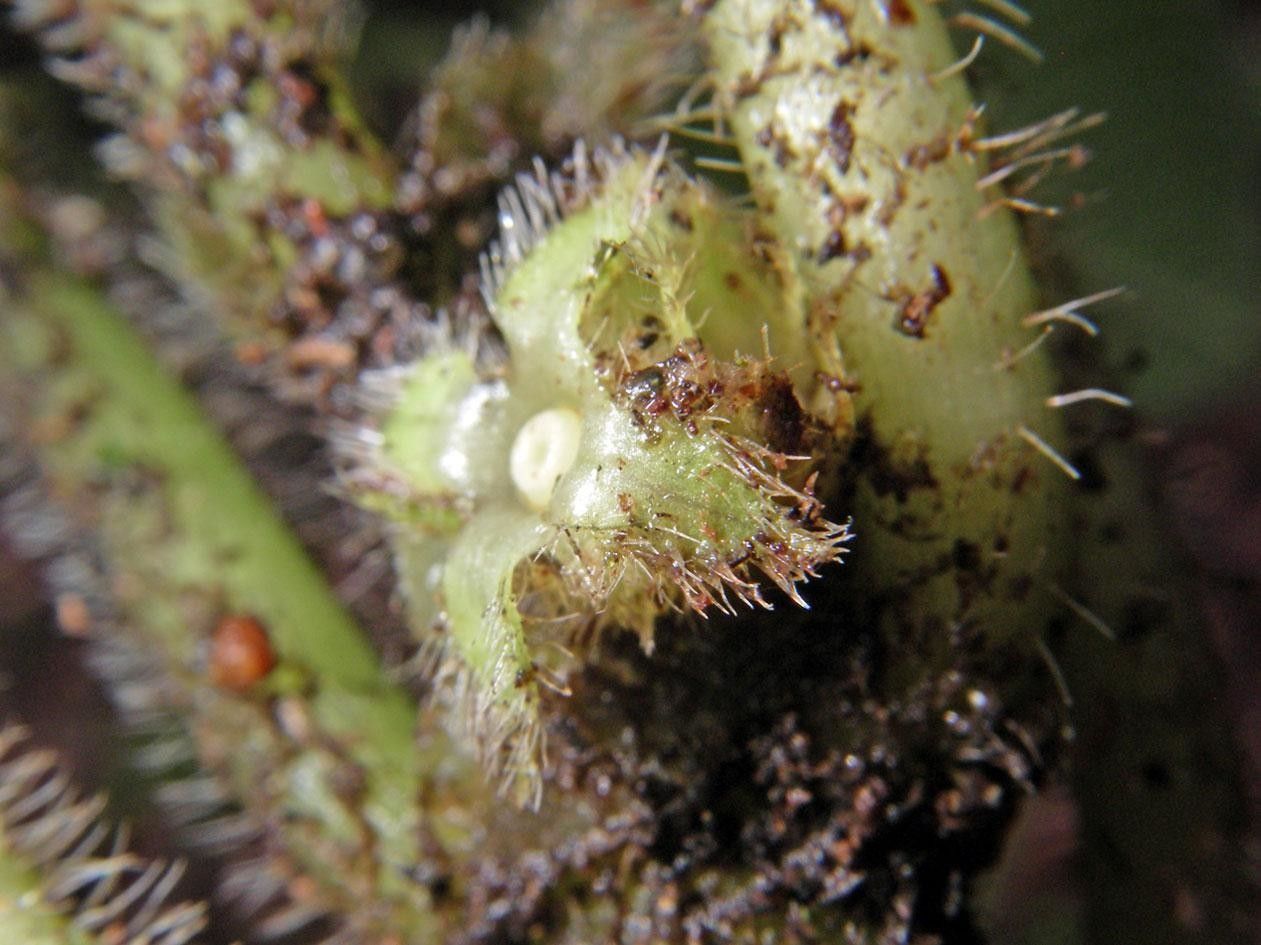 Lasianthus panamensis fruit