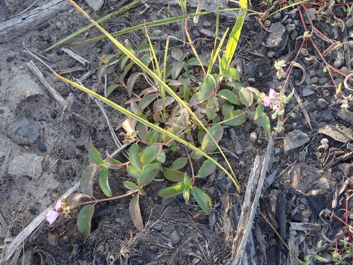 Melastomastrum capitatum habit