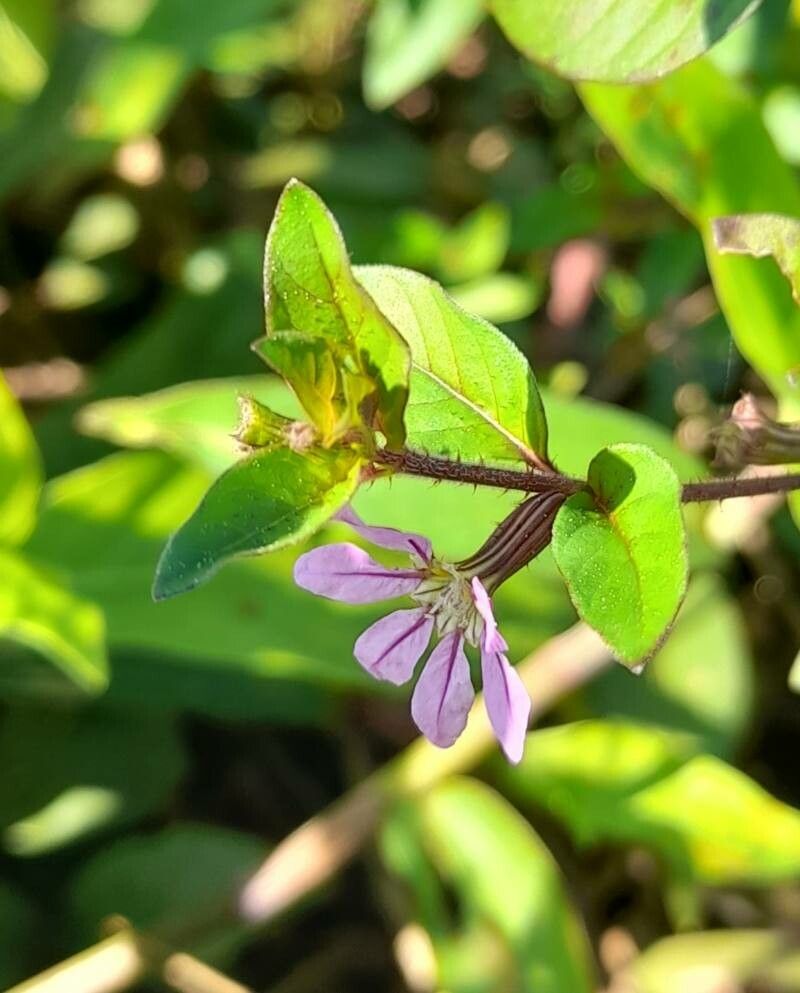 Cuphea tuberosa flower