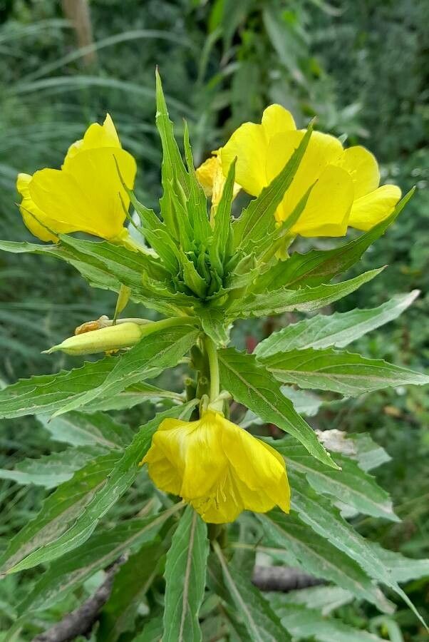 Oenothera scabra — search result for 'Oenothera'