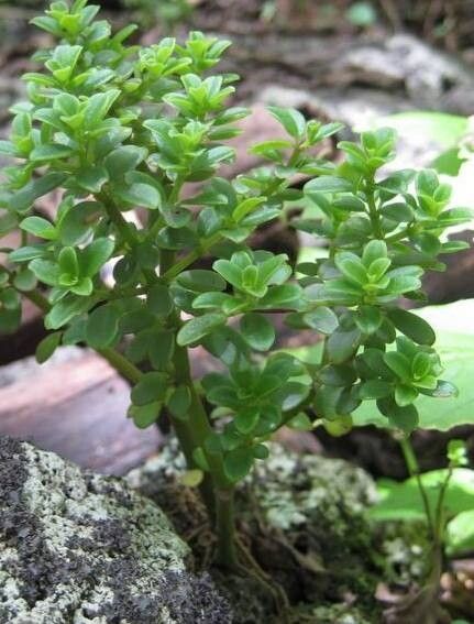 Peperomia galapagensis habit
