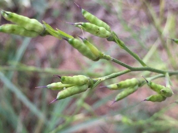 Delphinium verdunense fruit