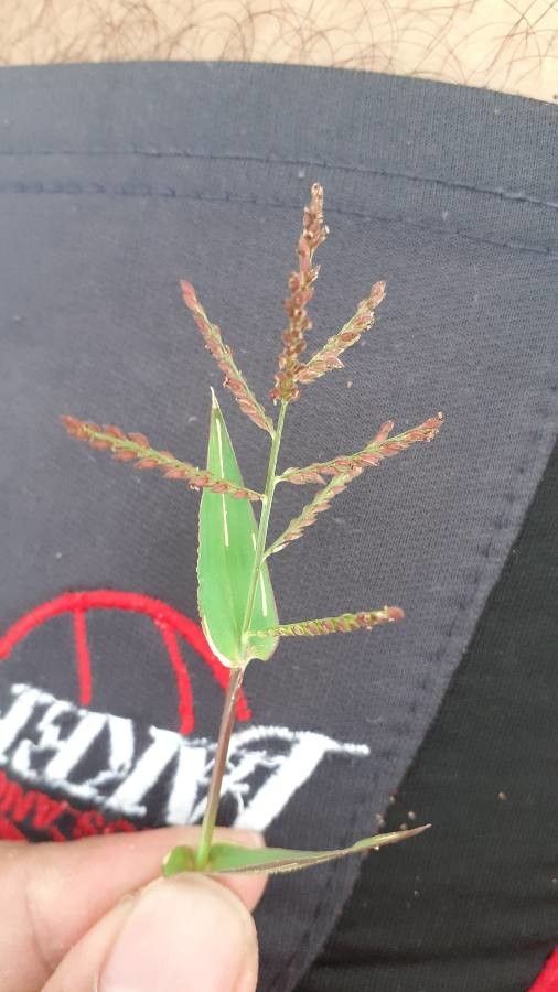 Urochloa mosambicensis — search result for 'Mozambique'