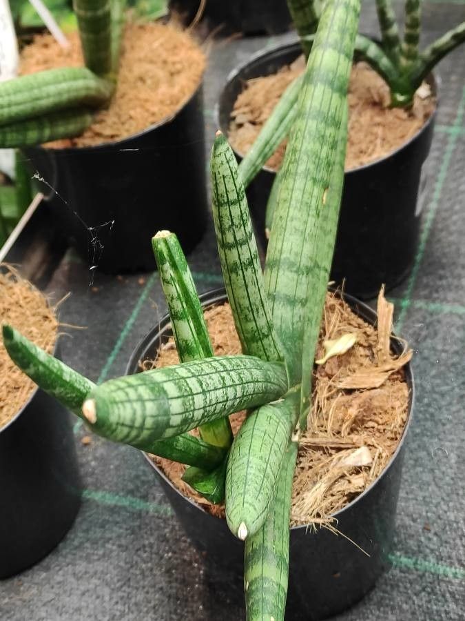 Sansevieria canaliculata habit