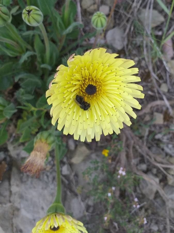 Tolpis barbata flower