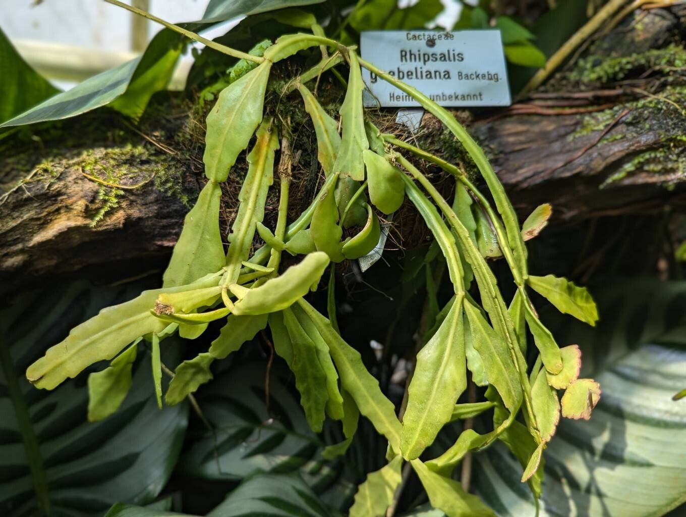 Rhipsalis goebeliana habit