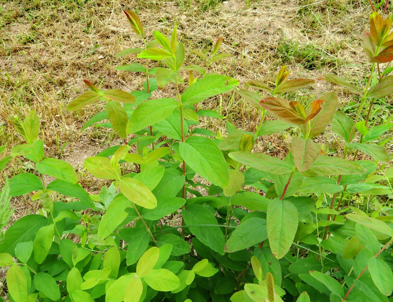 Hypericum xylosteifolium habit