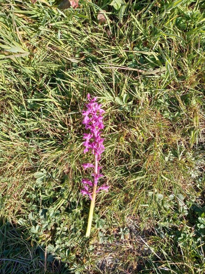 Dactylorhiza elata fruit