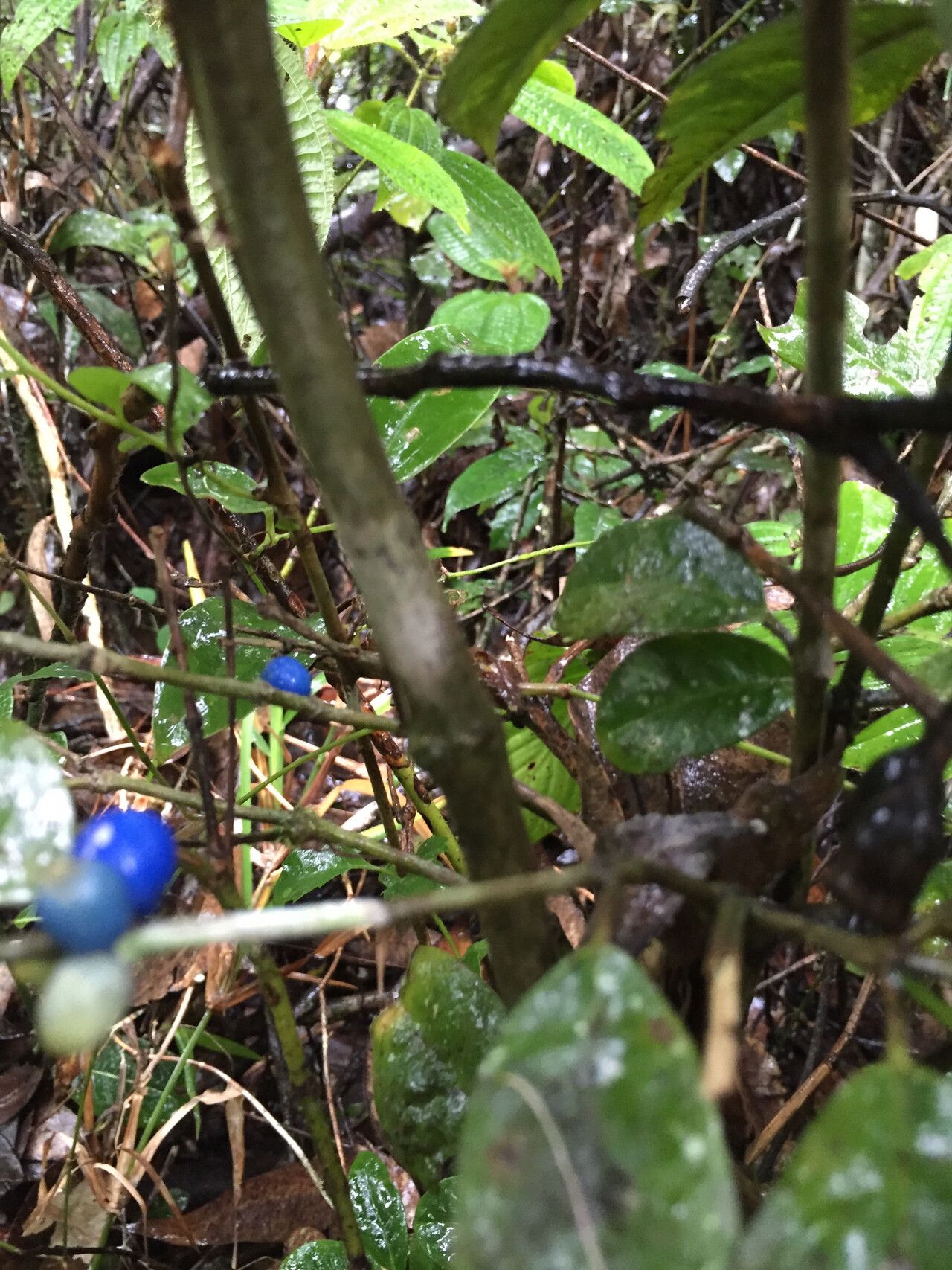 Saldinia axillaris fruit