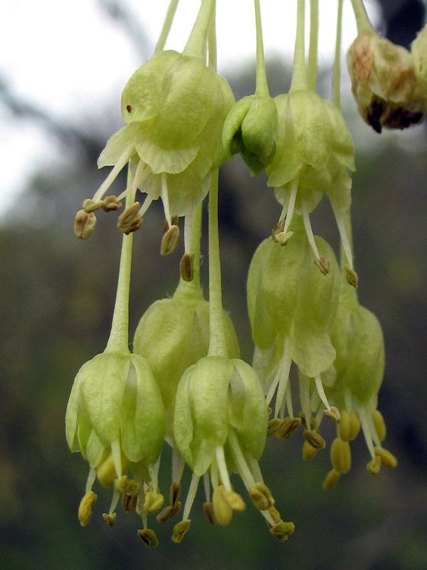 Acer neapolitanum flower