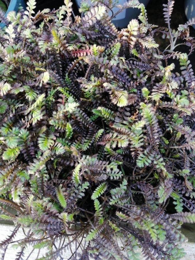 Leptinella potentillina leaf