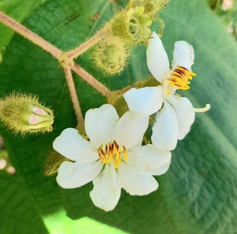 Clidemia umbellata flower