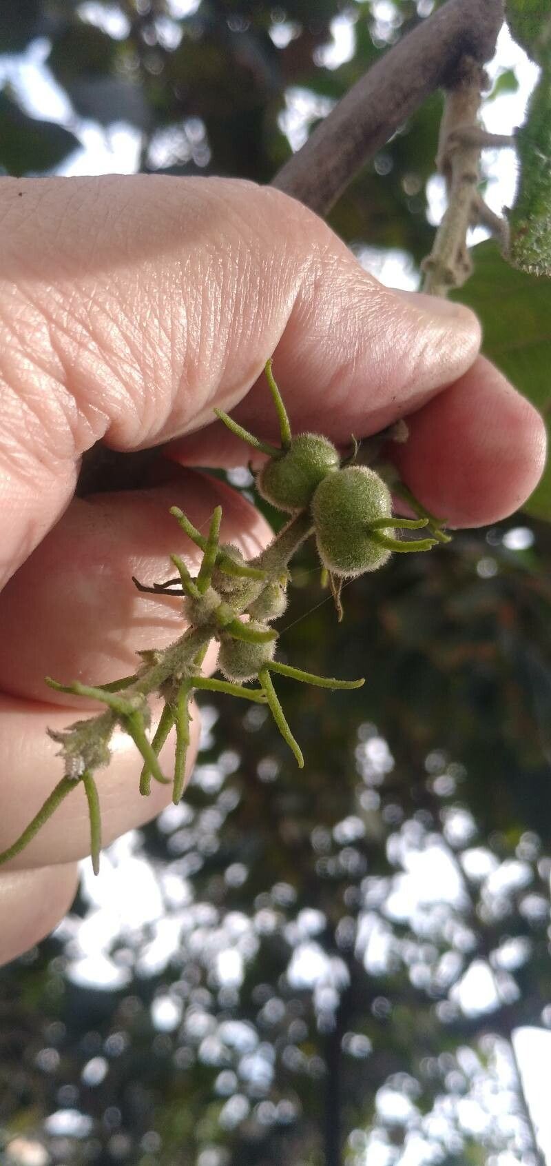 Sterculia excelsa flower