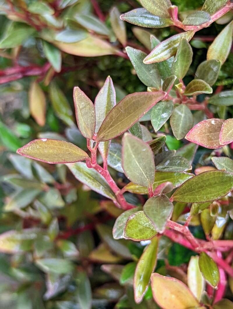 Peperomia flexicaulis — search result for 'Peperomia'