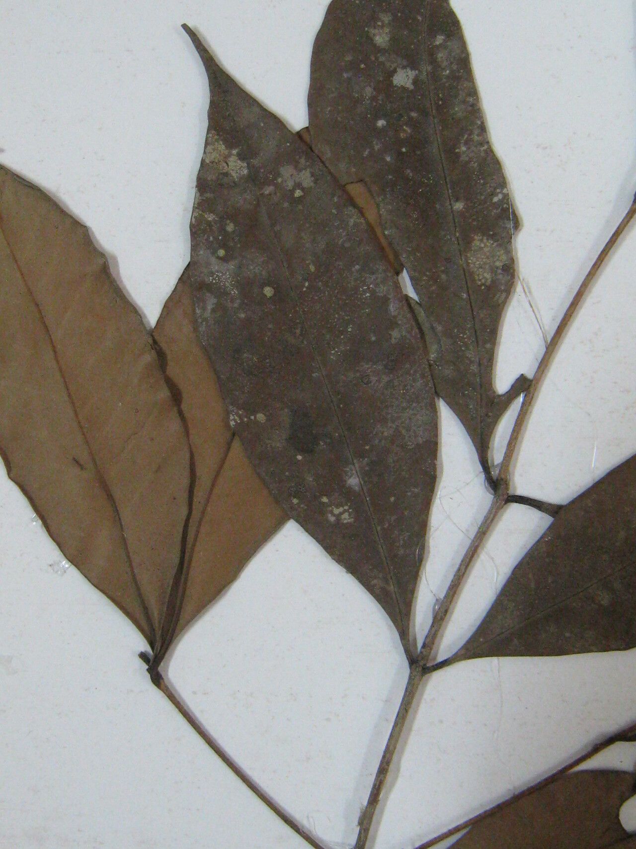 Eugenia exaltata other