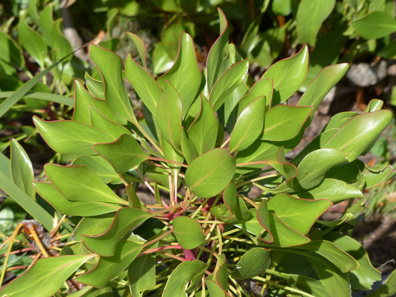 Protea cynaroides leaf