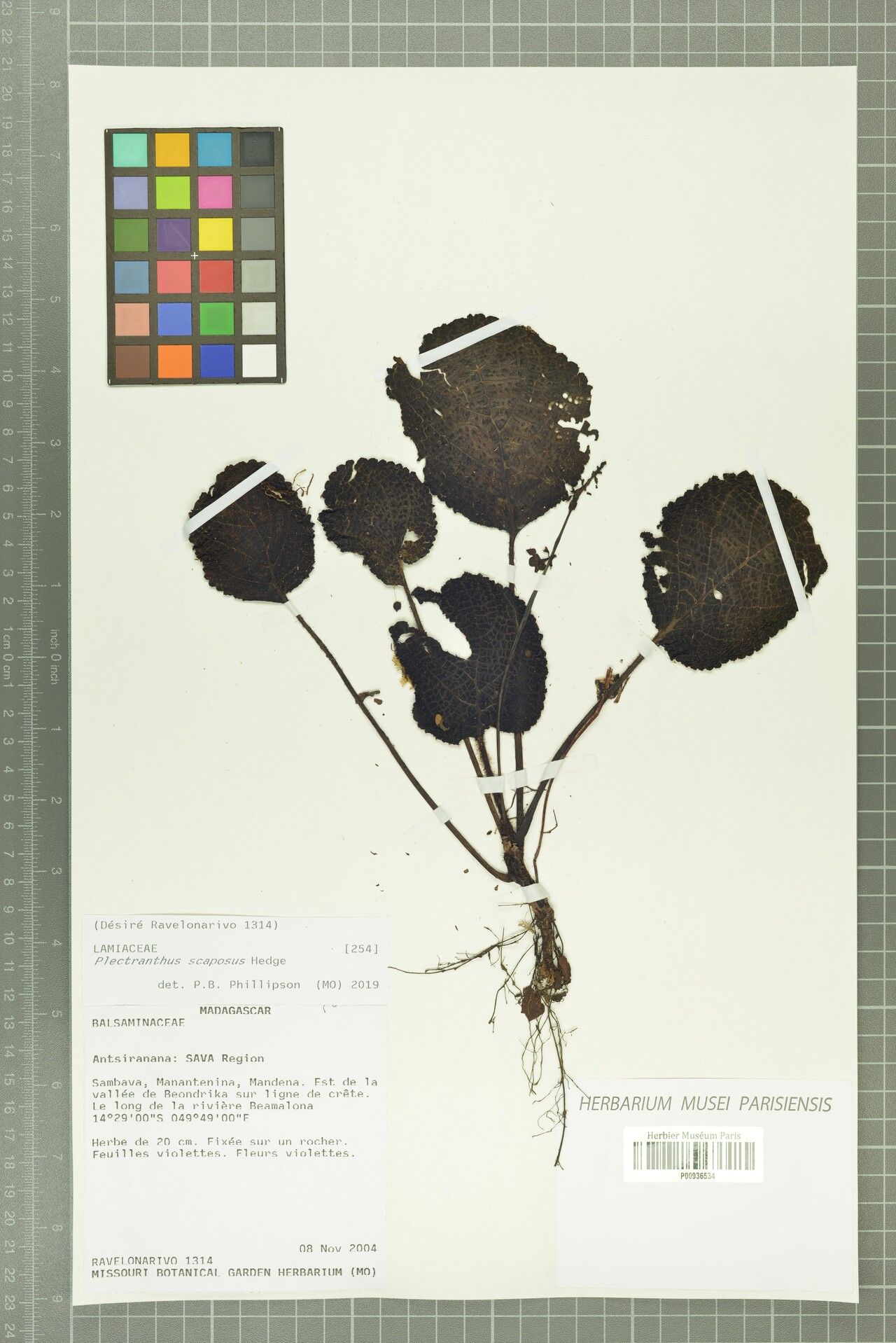 Plectranthus scaposus — search result for 'Plectranthus'