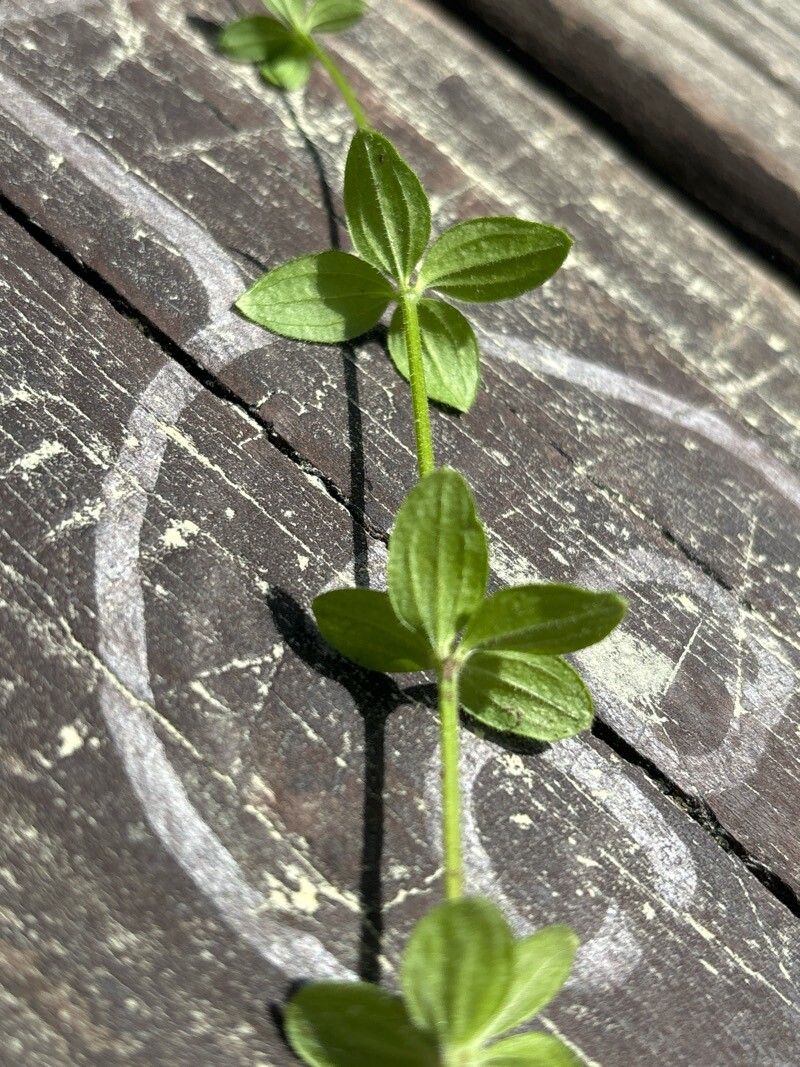 Galium broterianum leaf