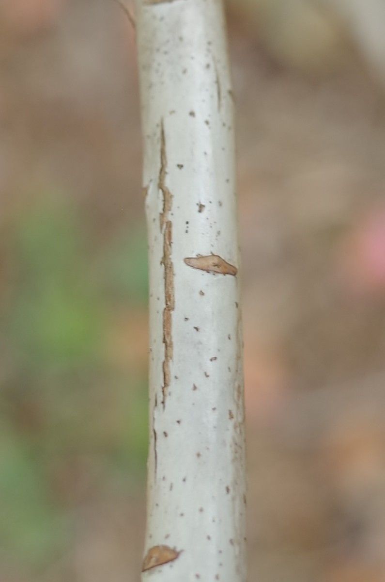 Rhododendron cyanocarpum bark