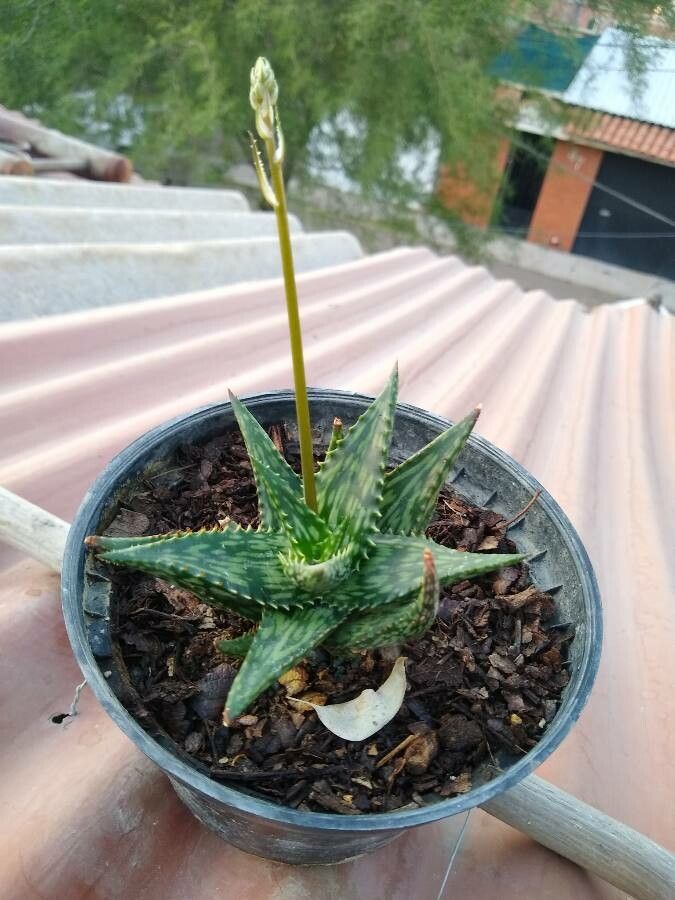 Aloe somaliensis leaf