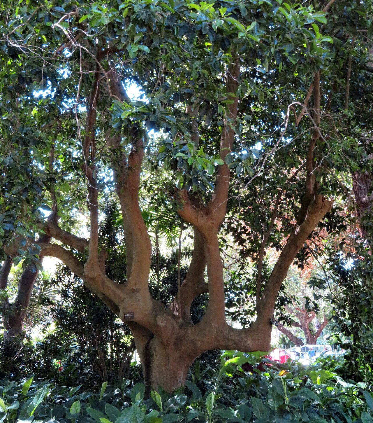 Maytenus quadrangulata habit