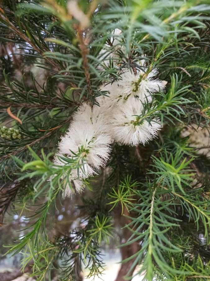 Melaleuca ericifolia flower