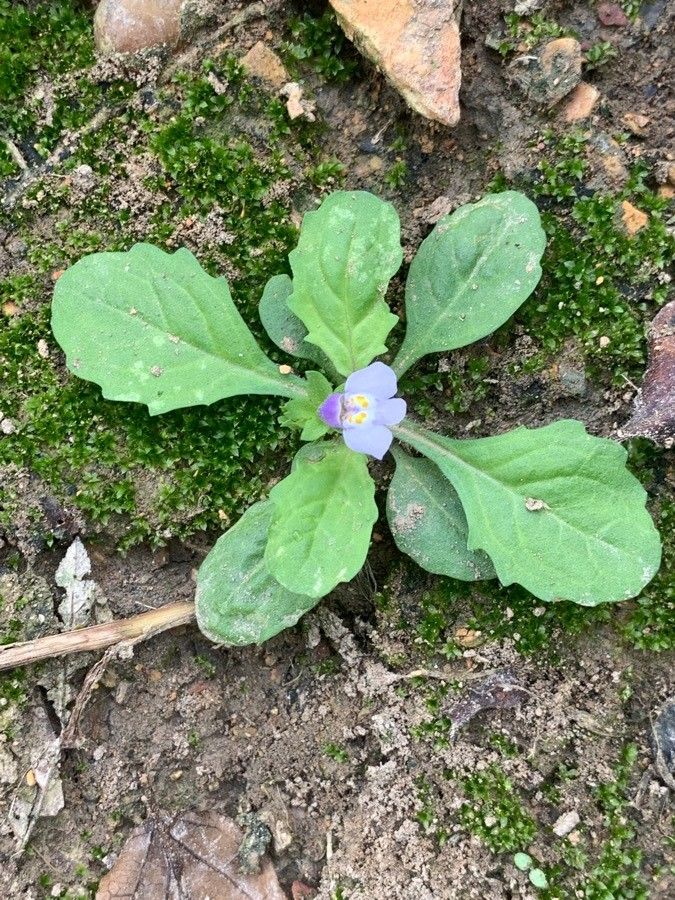 Quincula lobata — search result for 'Physalis'