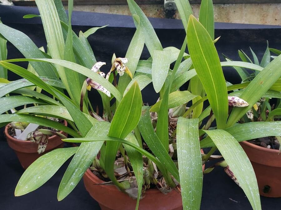 Maxillaria picta habit