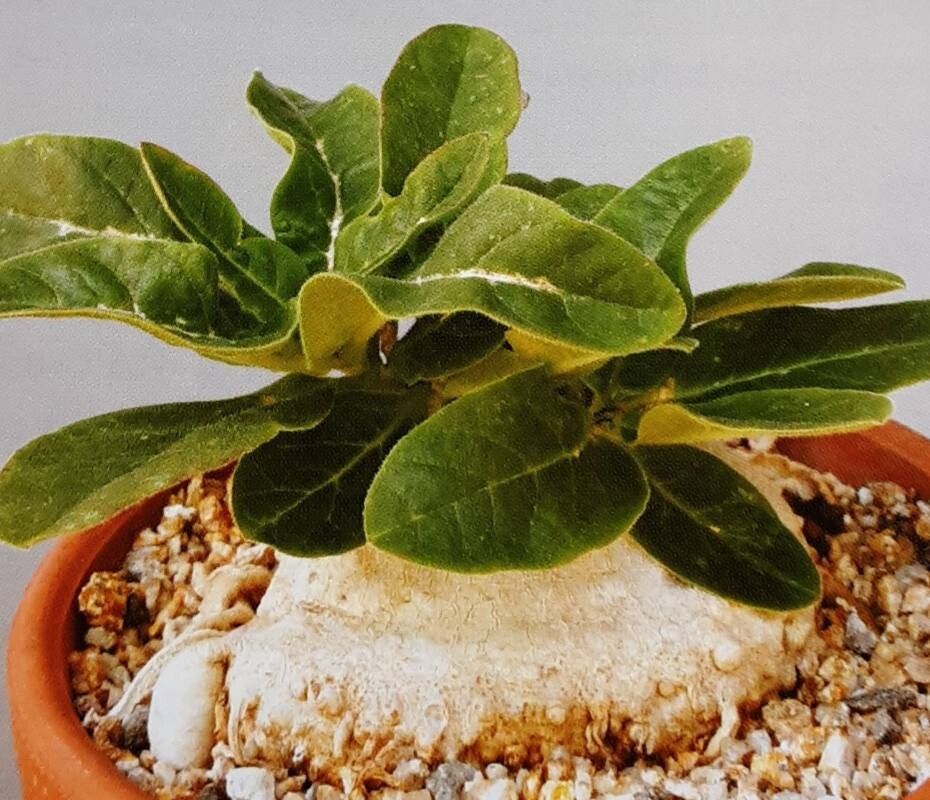 Ceropegia barberae — search result for 'Ceropegia'