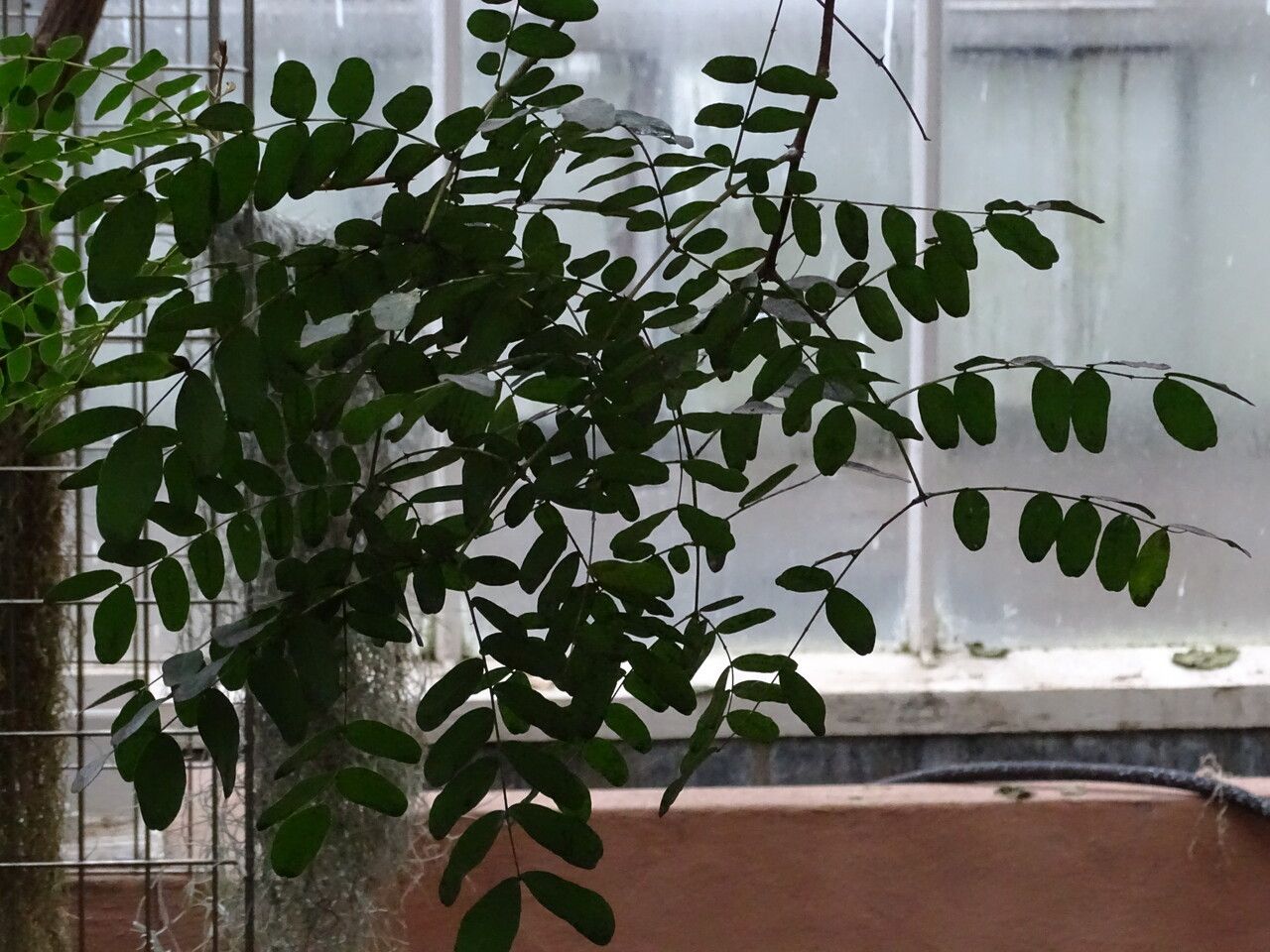 Caesalpinia cacalaco leaf