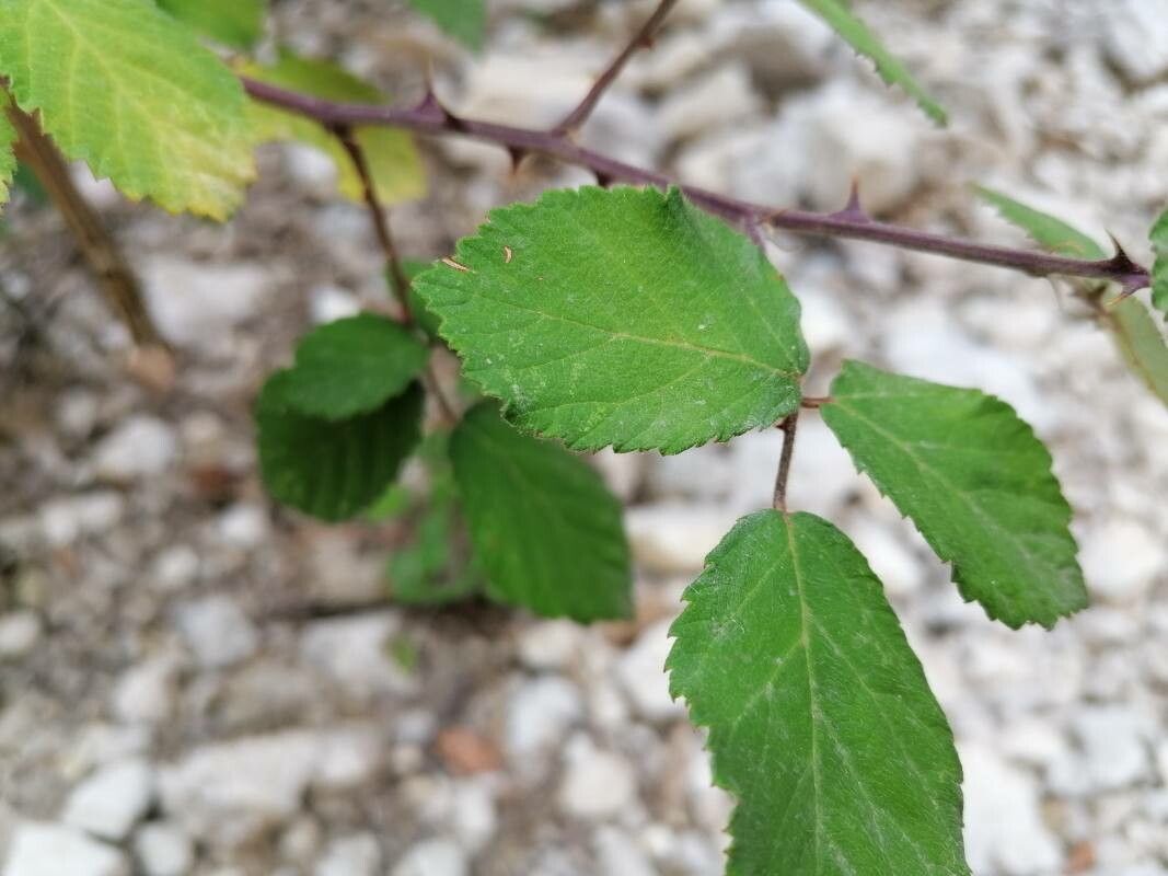 Rubus vestitus — search result for 'Rubus'
