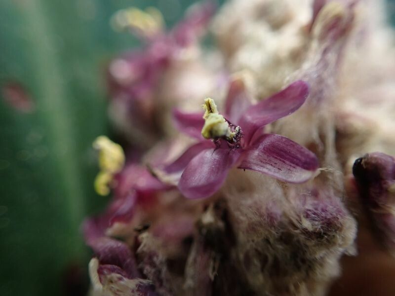 Palisota lagopus flower