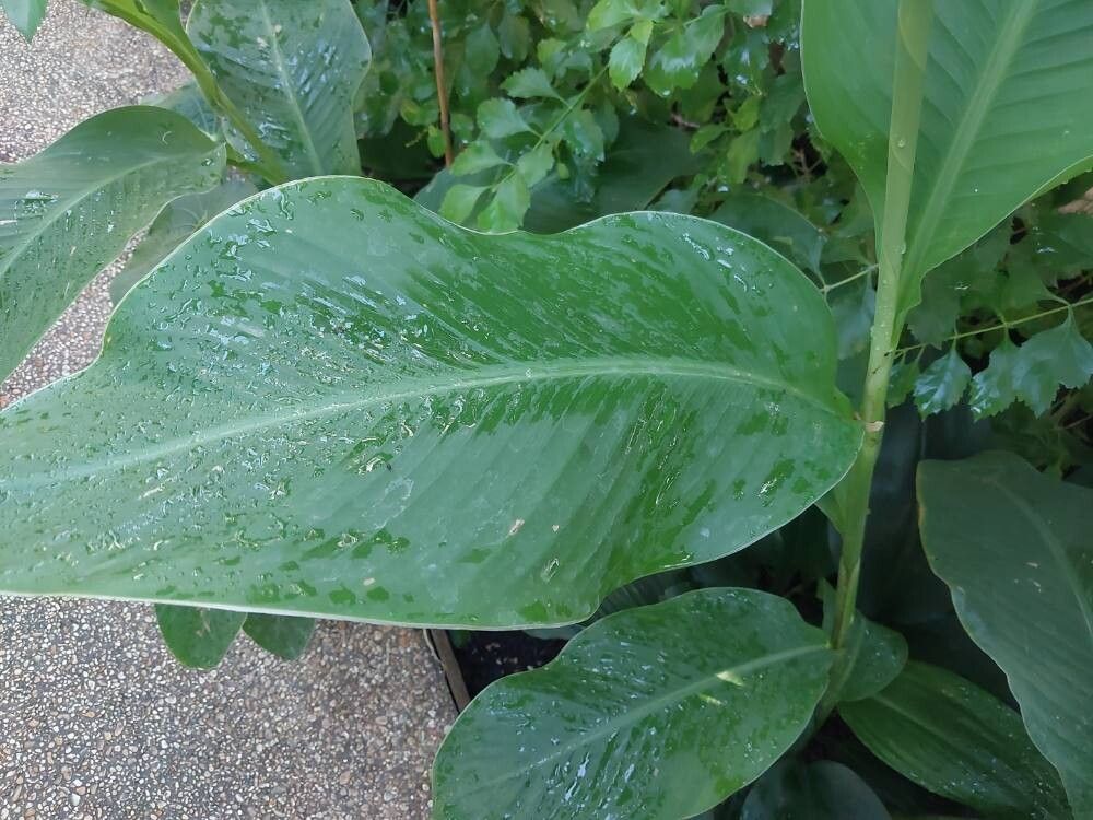 Episcia punctata leaf