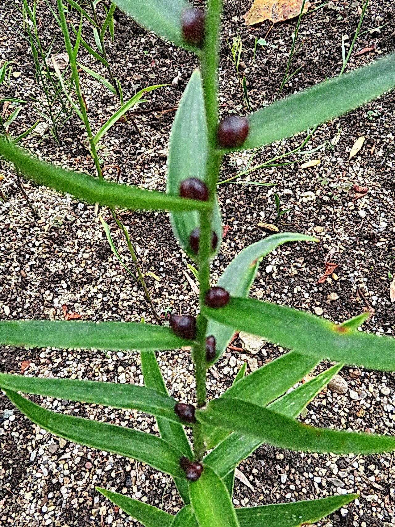 Lilium callosum fruit