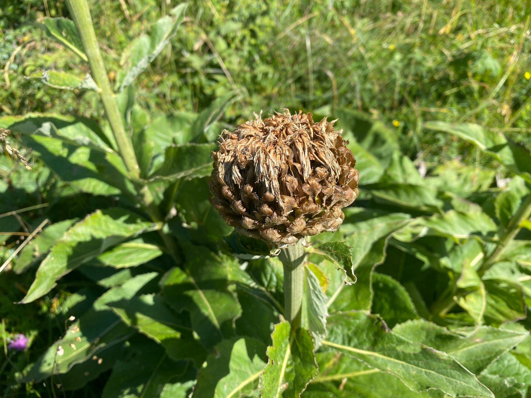 Buphthalmum speciosissimum fruit