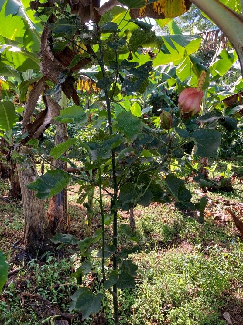 Hibiscus columnaris habit