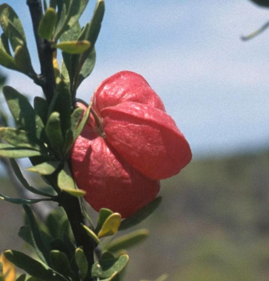 Nymania capensis flower