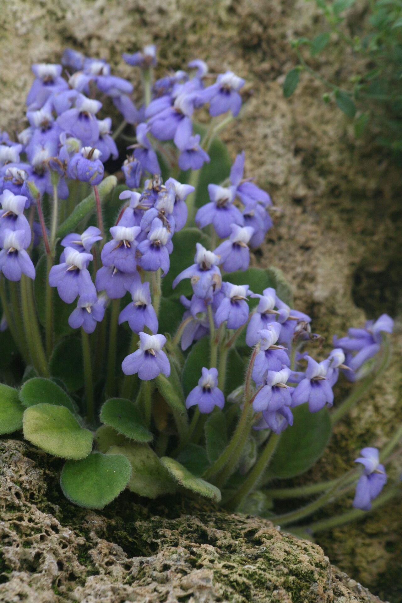Petrocosmea coerulea — related species from the same genus
