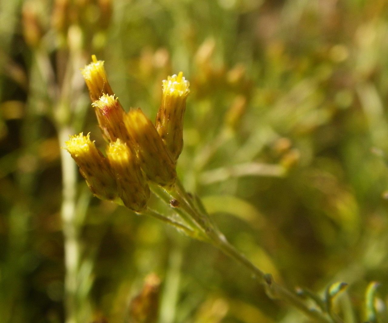 Phagnalon umbelliforme flower