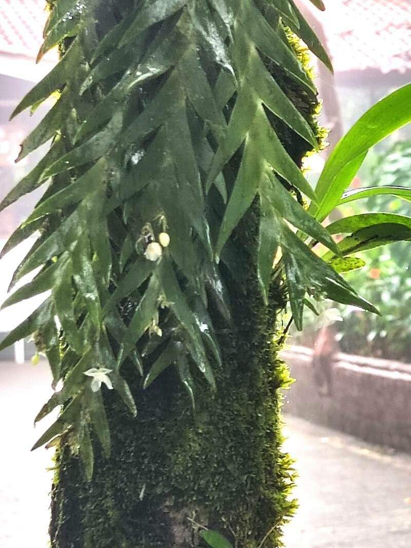 Lockhartia hercodonta — related species from the same genus