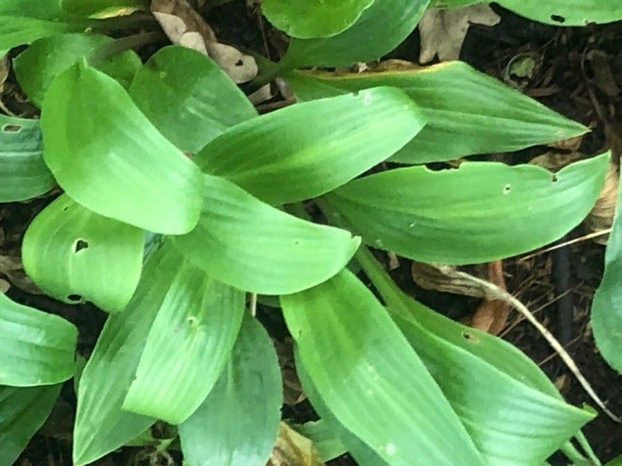 Hosta longissima — search result for 'Hosta'