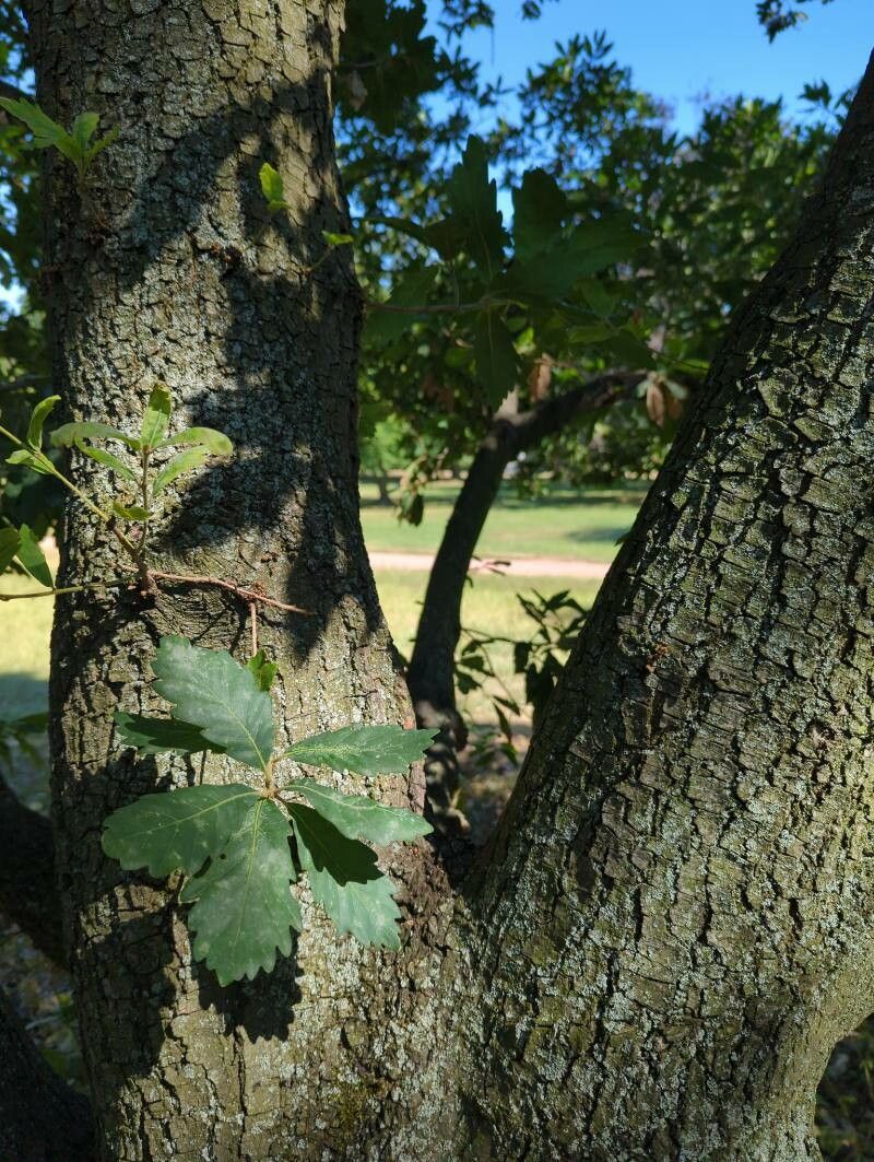 Quercus x turneri bark