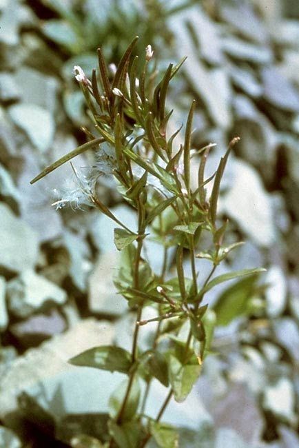 Epilobium mirabile — search result for 'Epilobium'