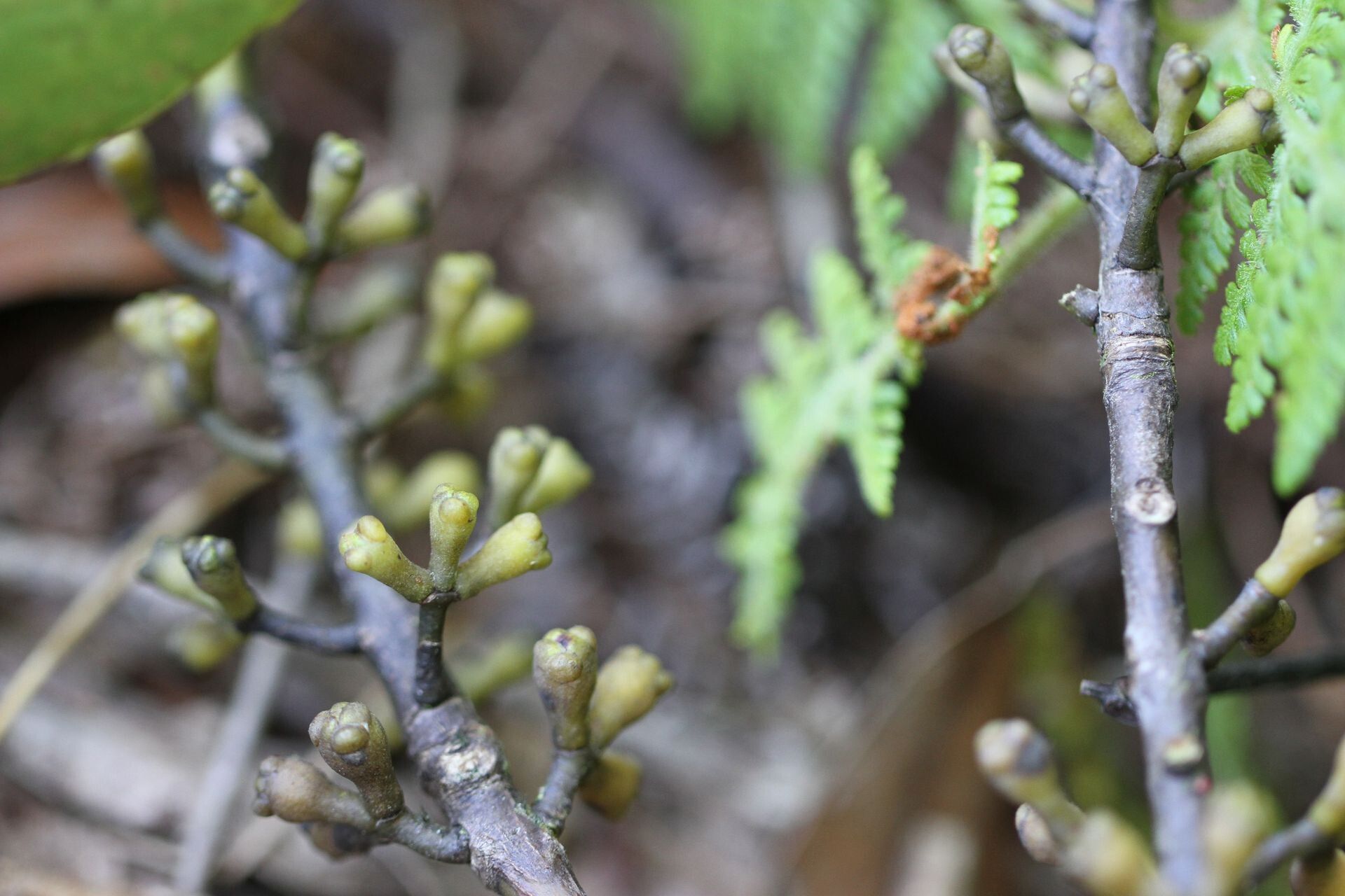 Metrosideros tardiflora bark