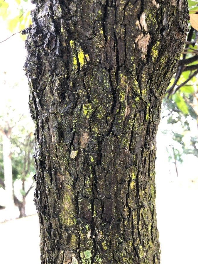 Scorodocarpus borneensis — houseplant care guide