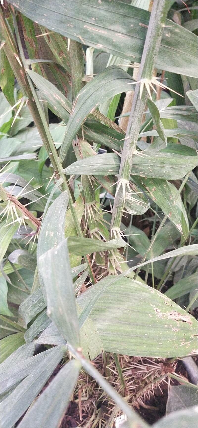 Salacca wallichiana — related species from the same genus