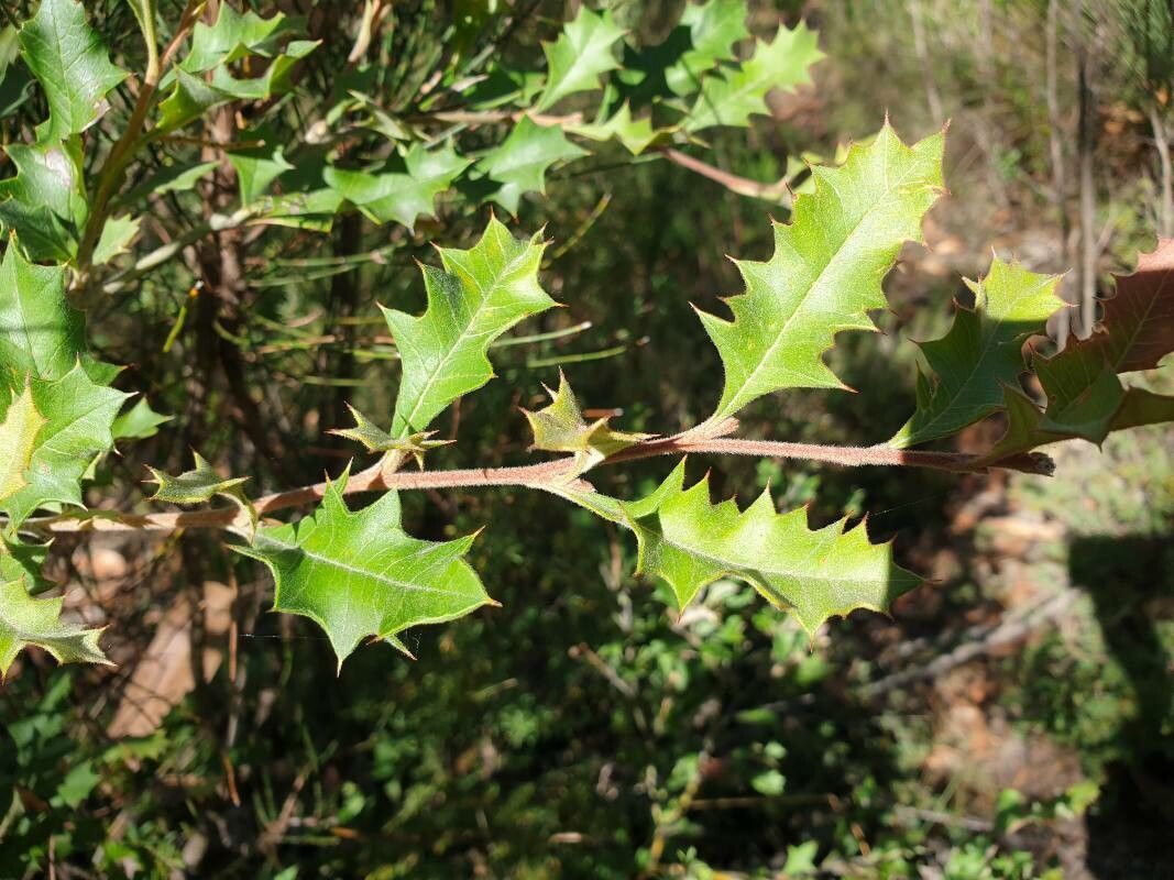 Grevillea aquifolium — related species from the same genus