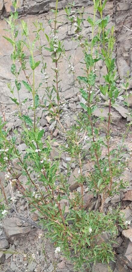 Lippia integrifolia habit