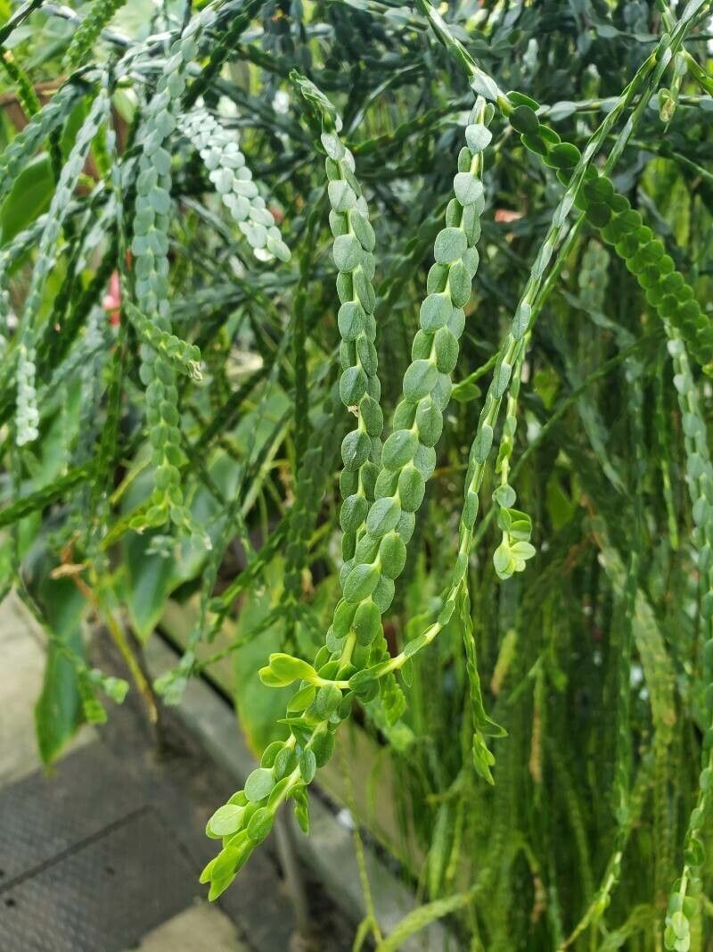 Huperzia nummulariifolia — search result for 'Huperzia'