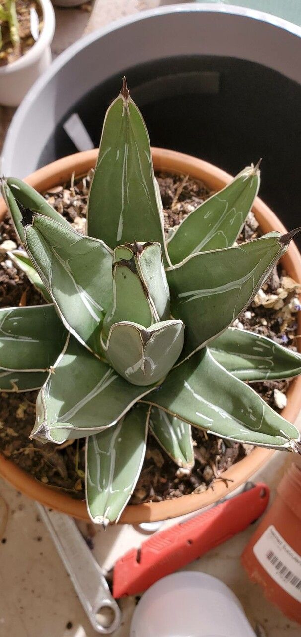 Agave nickelsii leaf